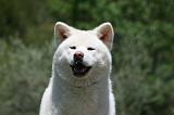 AKITA INU 353